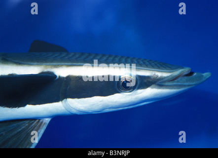 Sharksucker Remora, Echeneis Naucrates Osteichthyes Stockfoto