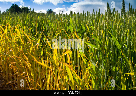 Eine frühe Maisfeld an einem Sommertag Stockfoto