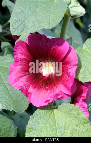 ALCEA ROSEA LILA EINHEITSFORMULAR Stockfoto