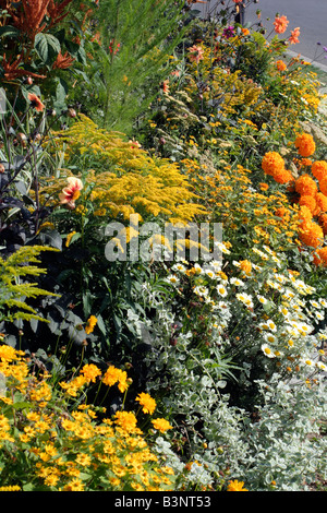 STÄDTISCHE ANNEHMLICHKEIT ANPFLANZUNGEN IN ST. AIGNAN-LOIRE-TAL MIT SOLIDAGO ANTHEMIS HELICHRYSUM AMARANTHUS UND TAGETES Stockfoto