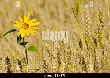 Eine Sonnenblume in einem Weizenfeld Stockfoto