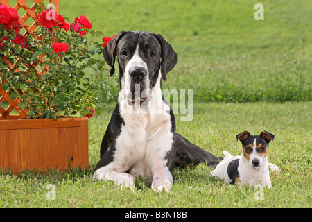 Great Dane und Jack Russell Terrier. Zwei Erwachsene Hunde liegen auf einem Rasen Stockfoto