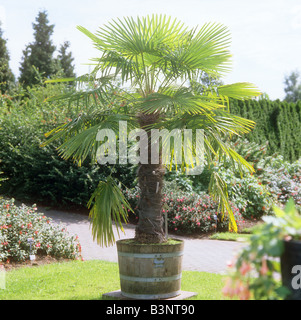 Chinesische Windmühle Palme im Topf / Trachycarpus Fortunei Stockfoto