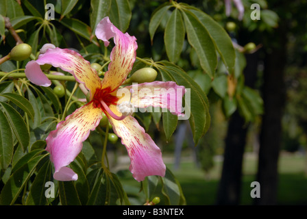 Nahaufnahme der Blüte auf einem Floss Silk Baum oder Ceiba Speciosa im Jardin del Real Viveros in Valencia, Spanien Stockfoto