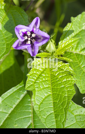 Die blaue Blume der Shoo Fly Pflanze Nicandra Physaloides September 2008 Stockfoto