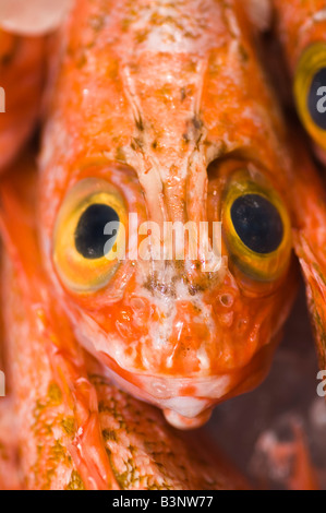 große Augen Rotbarsch Helicolenus Bharathi Stockfoto