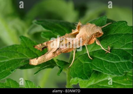 Winkel-Farbtöne Phlogophora Meticulosa Motte auf Tomaten-Blätter Stockfoto