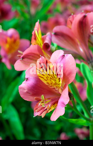 ALSTROMERIA CORONET PERUANISCHE LILIE ZUM SCHNEIDEN Stockfoto