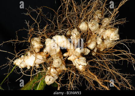 Topinambur Helianthus Tuberosus hob frisch Wurzel mit jungen weißen Knollen Stockfoto