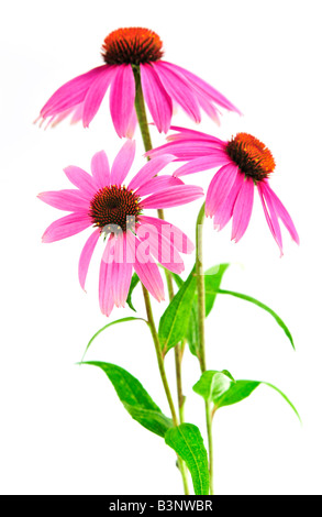 Blühende Heilpflanze Echinacea Purpurea oder Sonnenhut isoliert auf weißem Hintergrund Stockfoto