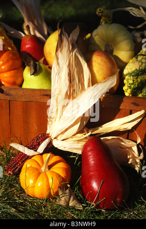 Vintage Holz Obstkorb gefüllt mit Herbst Obst und Gemüse im Freien in der Sonne Stockfoto