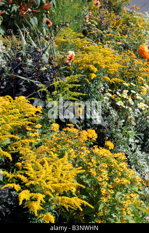 STÄDTISCHE ANNEHMLICHKEIT ANPFLANZUNGEN IN ST. AIGNAN-LOIRE-TAL MIT SOLIDAGO ANTHEMIS HELICHRYSUM AMARANTHUS UND TAGETES Stockfoto