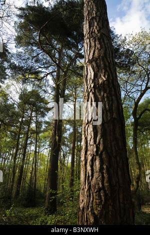 Föhren in den Pinienwäldern (Woodland Trust), Woodhall Spa, Lincolnshire, England Stockfoto