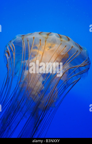 Chrysaora melanaster Pazifischen Meer Brennessel captive Stockfoto