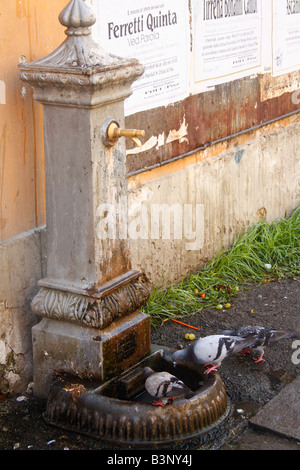 Tauben Trinkwasser am alten Brunnen. Stockfoto