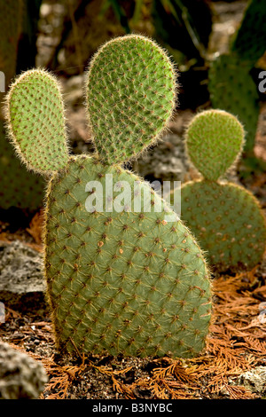 Östlichen Feigenkaktus Stockfoto