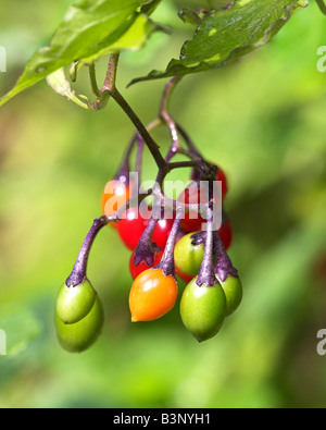 Reife Beeren von Bittersweet oder Woody Nachtschatten Solanum dulcamara Stockfoto