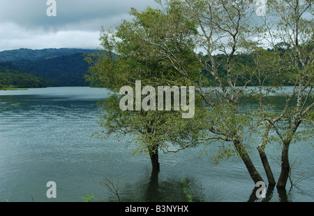 Bäume im Peringalkuthu See in der Nähe von Athirappalli, Dist Thrissur, Kerala Stockfoto