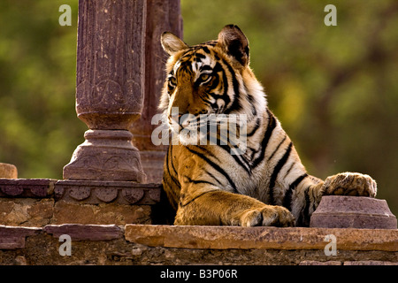 Wilde royal Bengal-Tiger sitzen in einem alten Kenotaph oder Palast oder Tempel in Ranthambhore Tiger Reserve in Indien Stockfoto