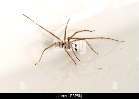 Männliche Haus Spinne Tegenaria Domestica gefangen in einer Küchenspüle im Herbst England UK Stockfoto