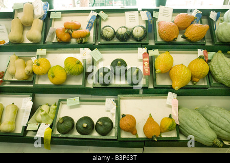 Lagerplätze der Preis gewinnende Gemüse Stockfoto