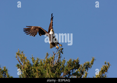 Bald Eagle fliegt von der Spitze einer weißen Kiefer im Voyageurs National Park, MN, USA Stockfoto