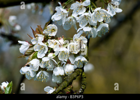 Traube von Kirsche blüht. Es stimmt eine Biene auf dem Cluster nahe dem Zentrum. Stockfoto