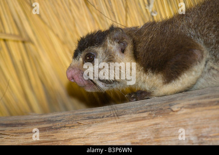 Ergrauten Inder oder riesiges Eichhörnchen - Ratufa macroura Stockfoto