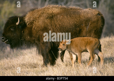 AMERICAN BUFFALO ODER AMERIKANISCHE BISONS (BISON BISON) KUH MIT NEUGEBORENEN KALB / THEODORE-ROOSEVELT-NATIONALPARK IN NORTH DAKOTA Stockfoto