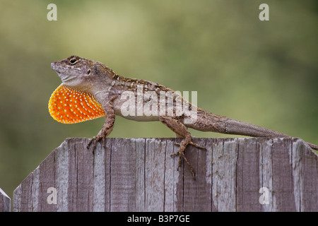 Bahama-Anolis / kubanischen Anole - Anolis Sagrei Sagrei zeigen männliche Throatfan / Wamme am Gartenzaun, Florida, USA Stockfoto