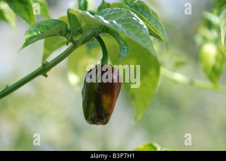 Fast reif Schokolade Scotch bonnet Stockfoto