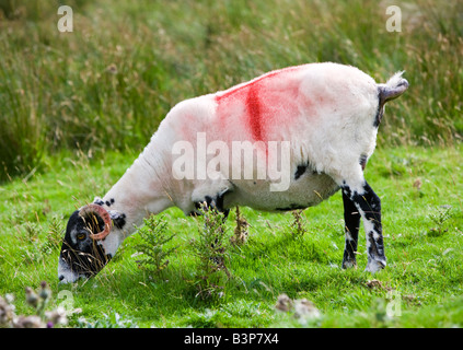 Vor kurzem geschoren Swaledale Schafbeweidung Cumbria England uk Stockfoto