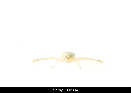Krabbenspinne auf weißen Hintergrund Stockfoto