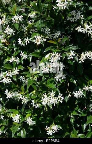 Jasmin oder Jessamine, Jasminum Officinale, Oleaceae. Alten Welt duftenden Pflanzen klettern. Stockfoto