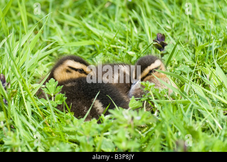Stockenten im Gras ruhen zusammen, ein Nahaufnahme-Porträt von Wildvögeln, die den Frühling auf dem Feld zeigen. Stockfoto