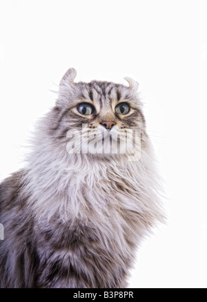 Katze mit stolzen Ausdruck isoliert auf weißem Hintergrund Stockfoto