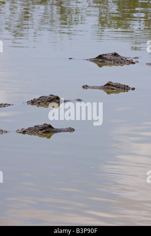 Vier unter Wasser Alligatoren in Florida Everglades, USA Stockfoto