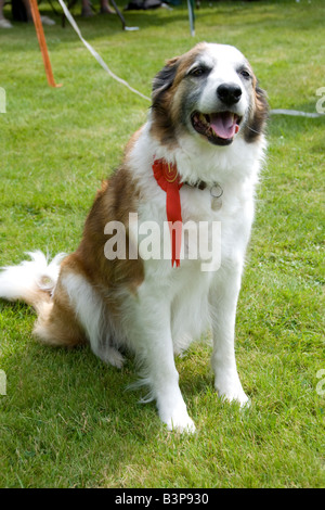 Preisträger im Dorf Fete Dog show, Potterne, Wiltshire Stockfoto