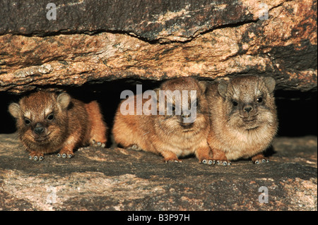 Cape Hyrax Rock Hyrax Procavia Capensis jung im Fels knacken Namibia Afrika Stockfoto