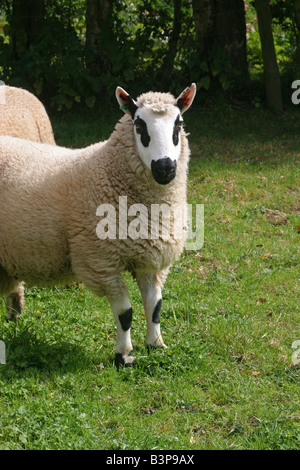 Kerry Hill Schaf stehend mit Blick auf Feld. Welsh Bauernhof Carmarthenshire.KerryHill Sheep 23164 Stockfoto