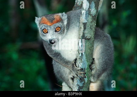 Gekrönte Lemur Eulemur Coronatus weiblich in Baum Madagaskar-Afrika Stockfoto