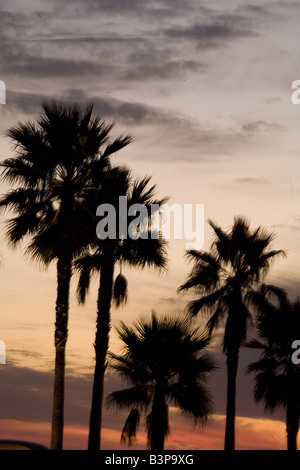 Palmenbäume schilhouetten gegen einen Sonnenuntergang im Süden Kaliforniens. Stockfoto