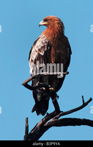 Größere Spotted Eagle Aquila Clanga unreifen thront Ranthambore Nationalpark Indien Stockfoto