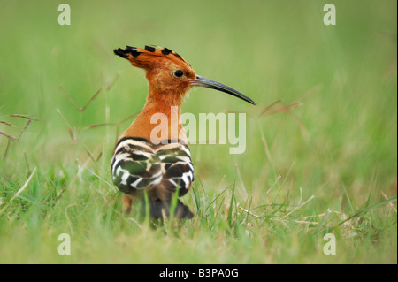 Wiedehopf Upupa Epops Erwachsener im Grass Lake Nakuru Kenia Afrika Stockfoto