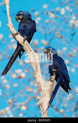 Hyazinth Aras Anodorhynchus Hyacinthinus koppeln Pantanal-Brasilien-Südamerika Stockfoto