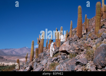 Chile, Atacama-Wüste, San Pedro de Atacama. Touristen-Trekking in der Wüste inmitten großer Cardon Kakteen (Echinopsis Atacamensis) Stockfoto