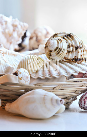 Mehrere verschiedene Muscheln in einem Korb hautnah Stockfoto