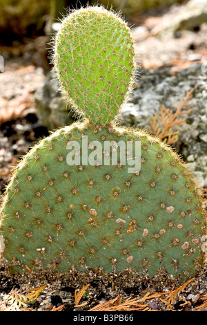 Östlichen Feigenkaktus Stockfoto