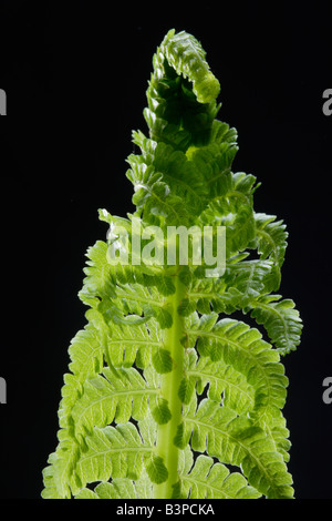 Farn (Matteuccia Struthiopteris), Nahaufnahme Stockfoto