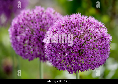 Stern von Persien Blumen (Allium Christophii), Nahaufnahme Stockfoto